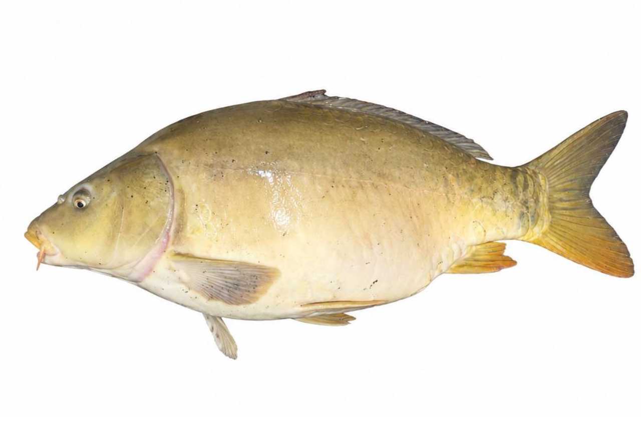 Carpe Miroir